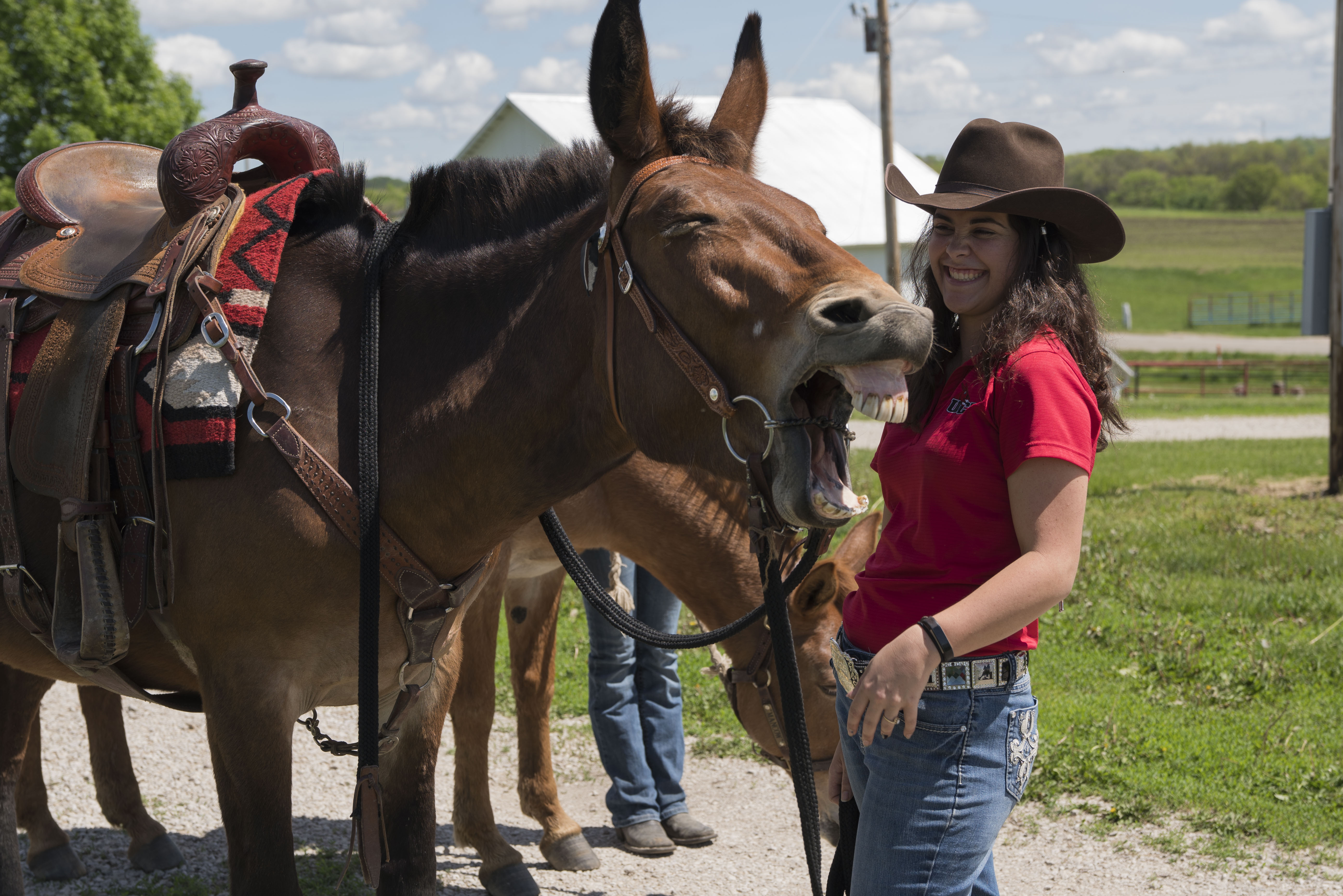 A mule rider and a mule laughing