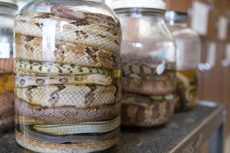 A jar full of snake specimens