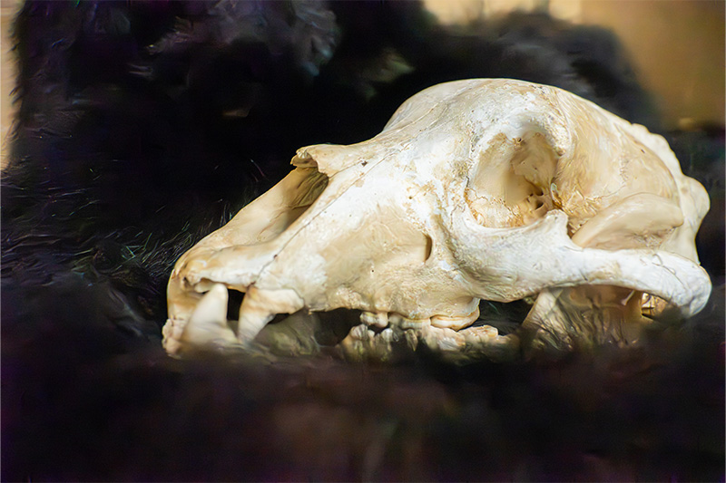 A mammal skull and fur