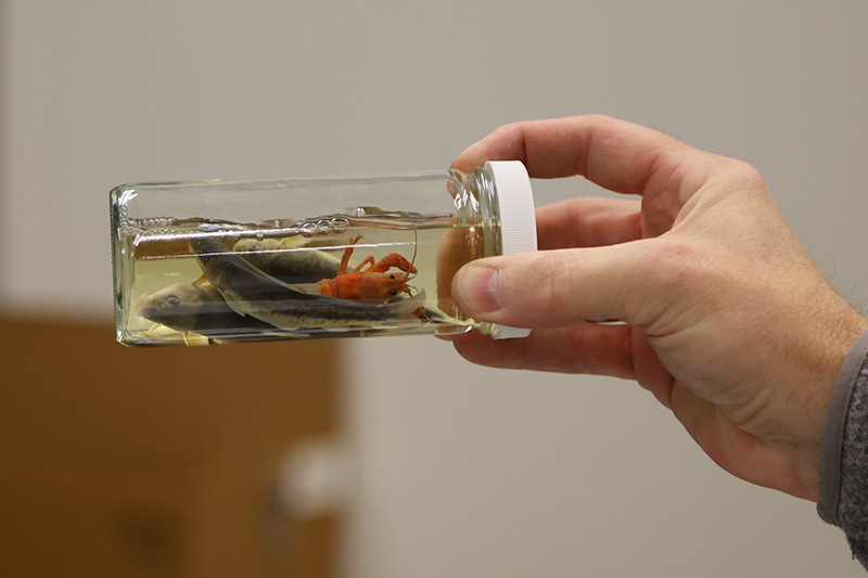 A fish specimen in a jar