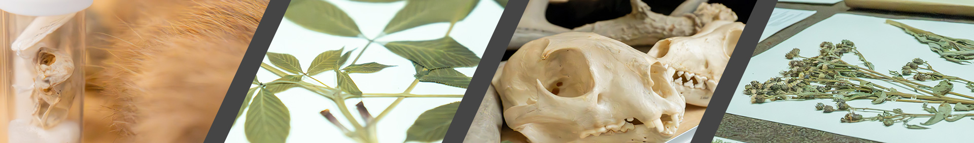 Four images of preserved plants and animals