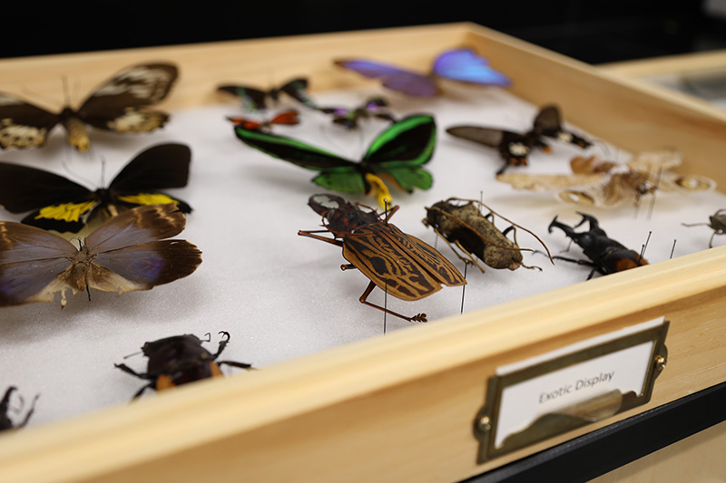 Insect specimen in a case