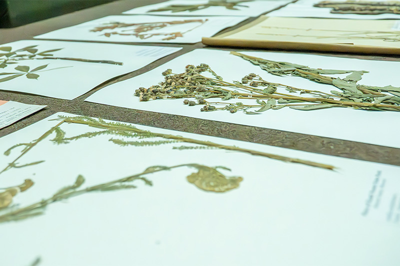 Plant specimens on a table