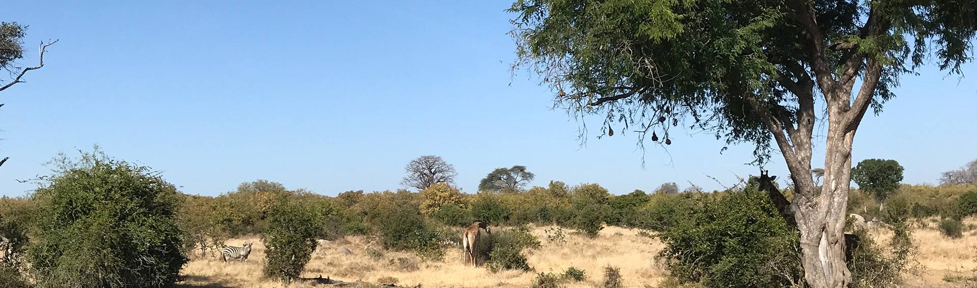 Tanzanian landscape and wildlife