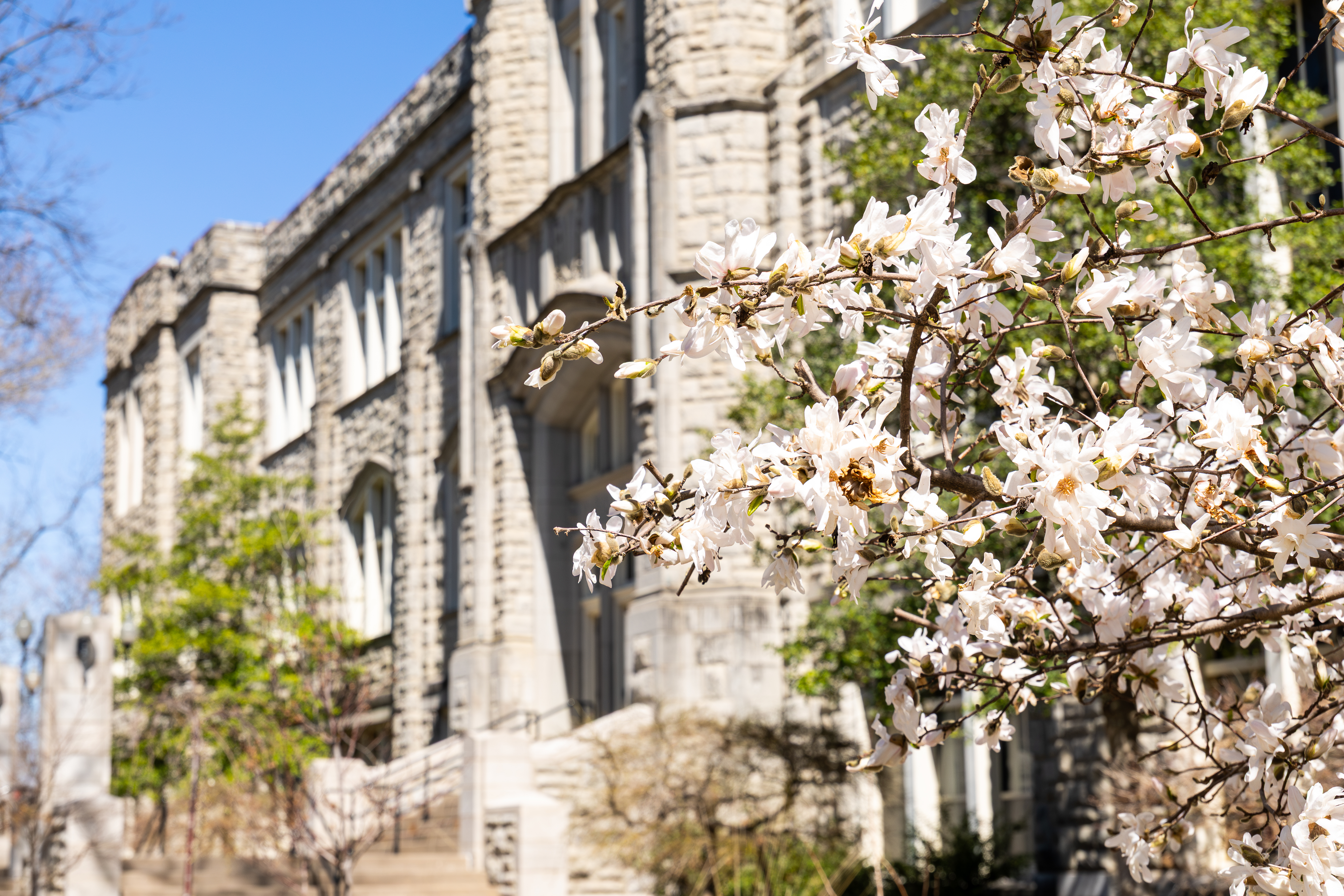 A tree with small white flowers is in focus with a large stone building in the background