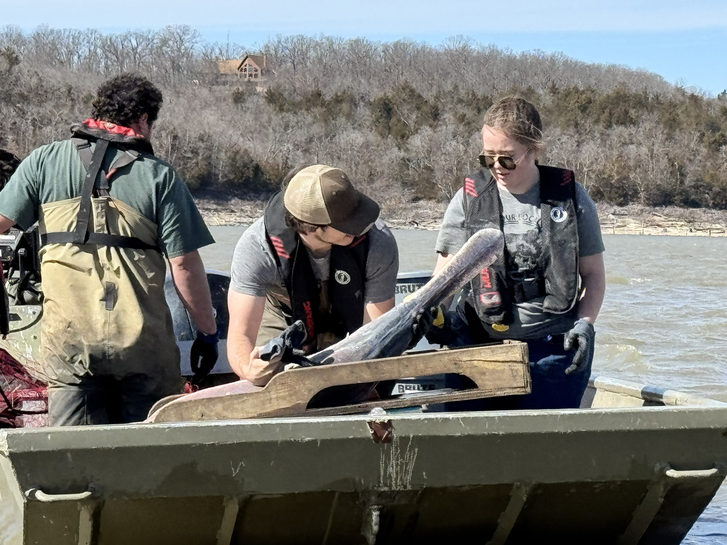 Two people are handling a paddlefish while standing in a boat in the middle of a lake. The boat driver can be seen behind them, along with the shoreline and trees.