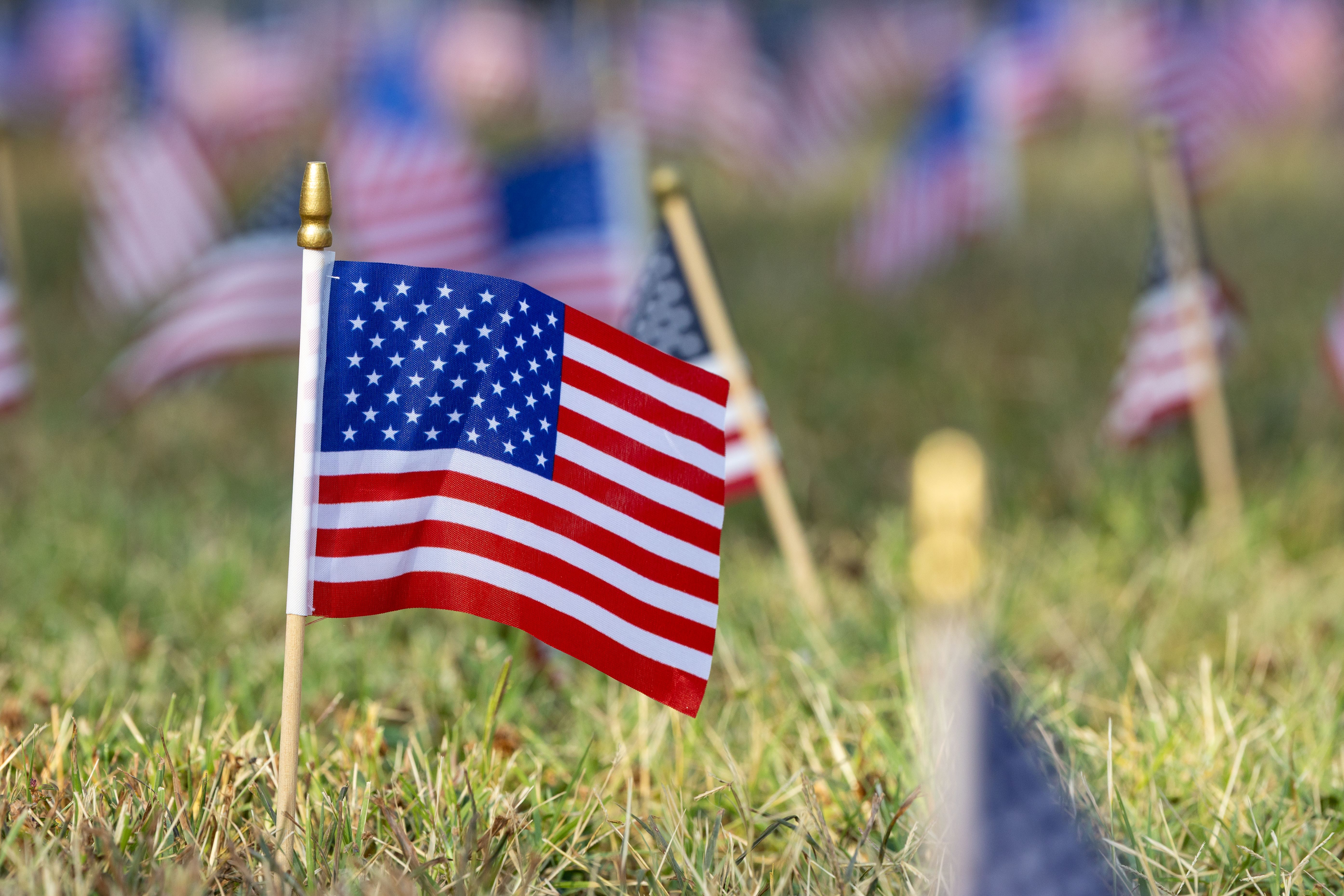 A small American flag is seen in focus with numerous others surrounding it out of focus. The flags are placed in the grass.