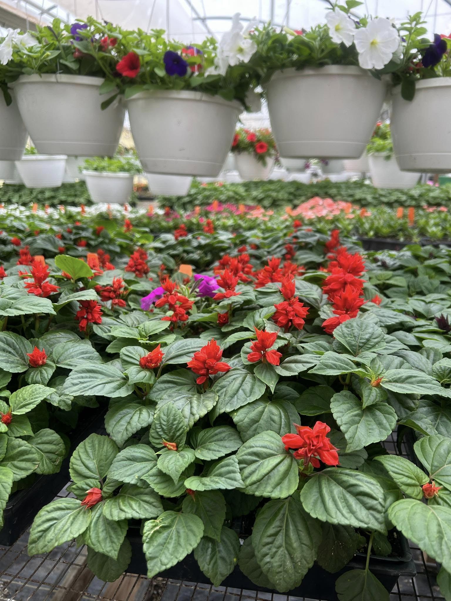 Dozens of plants with red flowers and green leaves sit on a table with several plants in hanging baskets seen above.