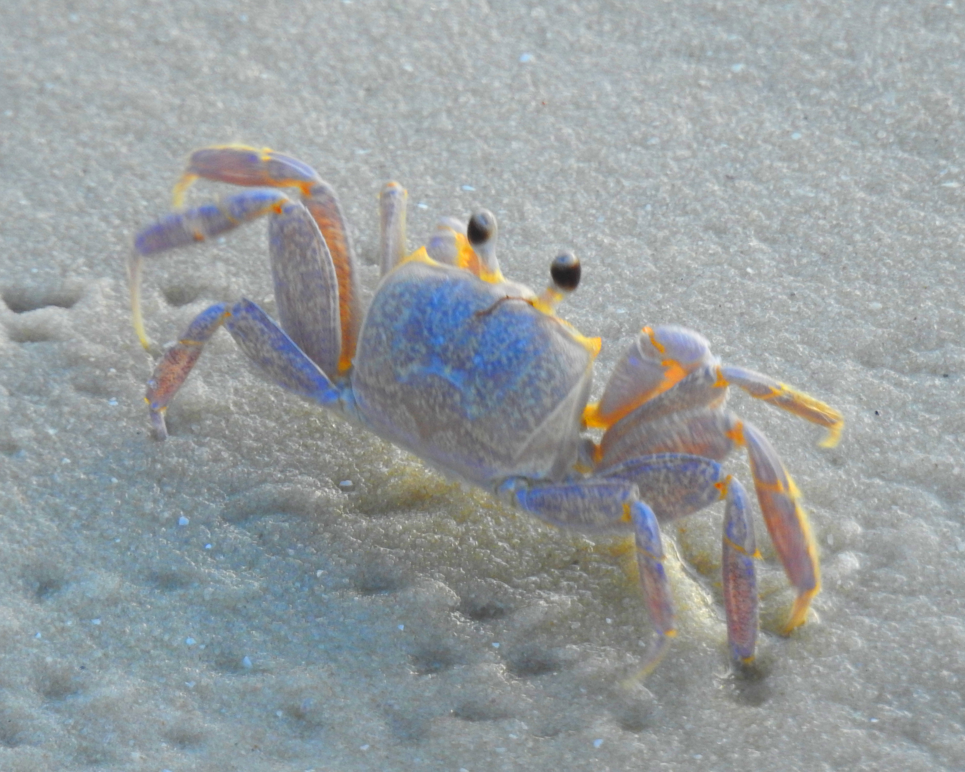 A photo of an iridescent white crab standing on white sand.