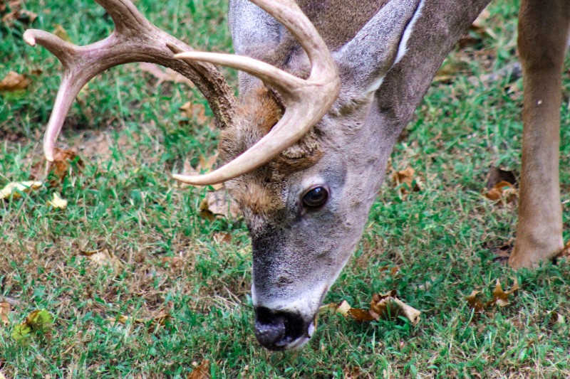 buck-deer-photo