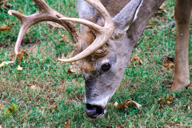 deer-buck-web