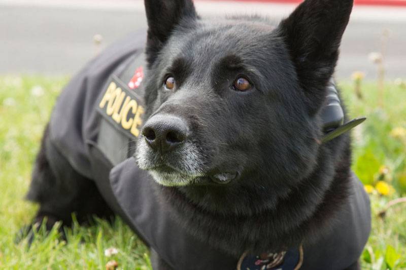 K-9 Officer Echo