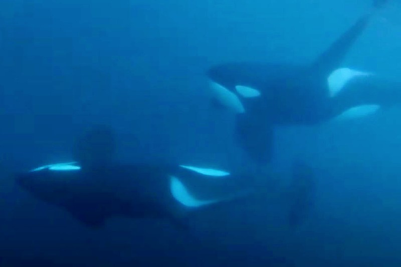 Tilikum Whales