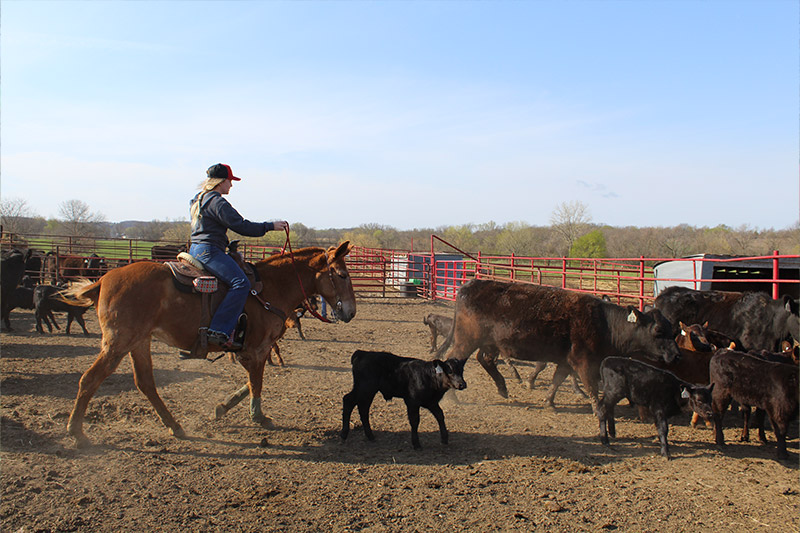 A student riding a mule while working with cattle