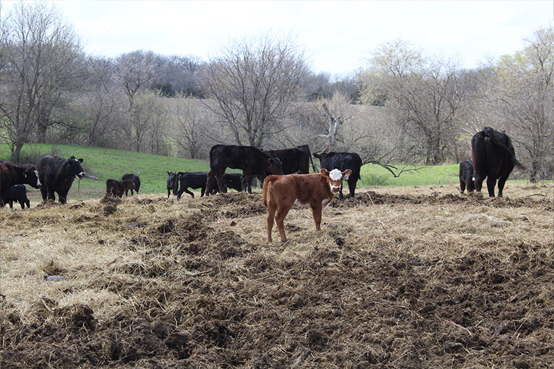 Cattle standing in a pasture