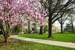 trees in bloom on UCM campus